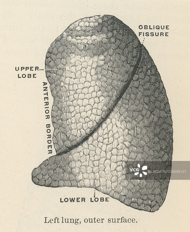 旧版雕刻插图展示人类左肺，呼吸系统的主要器官图片素材