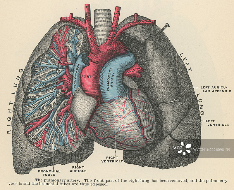 旧版雕刻插图显示肺动脉 - 功能是将右心室的缺氧血液运输到肺部进行氧合图片素材