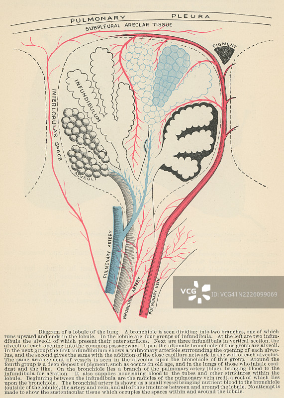 旧版雕刻插图，显示肺小叶的示意图，肺组织的一种小型、近似多面体的单位，直径约为1-2.5厘米，周围被结缔组织隔膜包围。图片素材