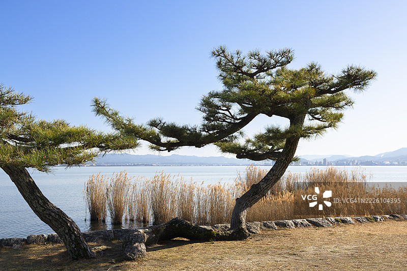 琵琶湖岸边的松树图片素材