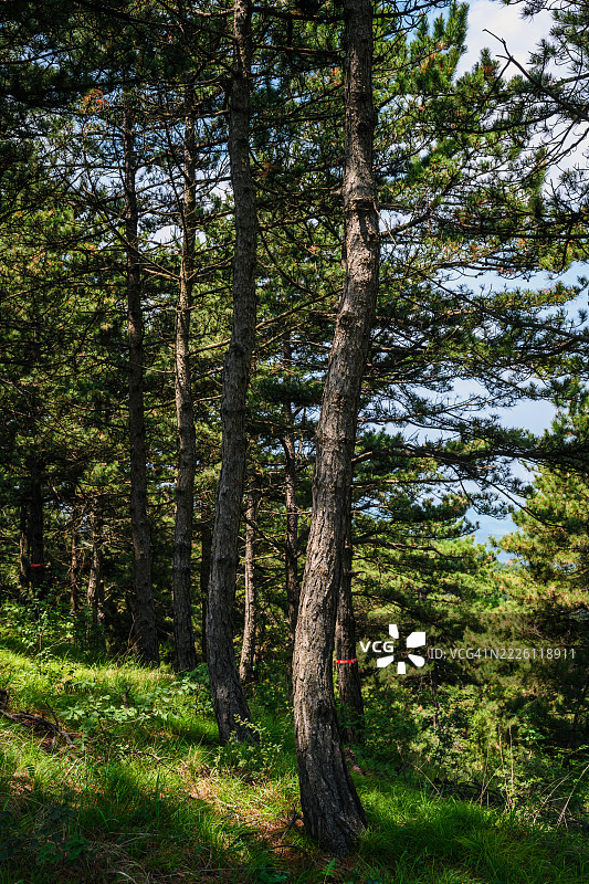 松林中的阳光与自然图片素材
