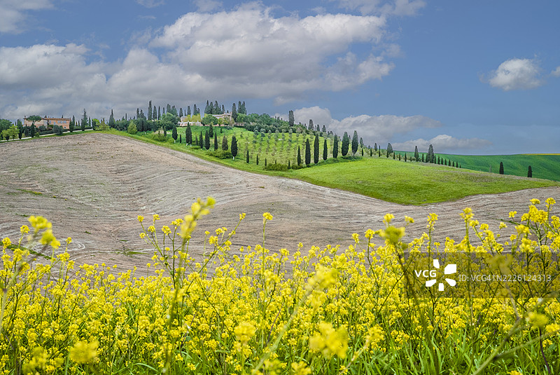 一片新耕的山坡土地，前景是黄色的油菜花，蓝天上飘着白云。托斯卡纳图片素材