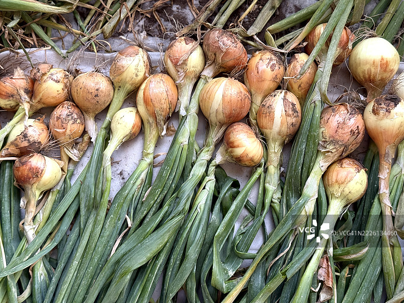 新鲜采摘的洋葱躺在地上图片素材