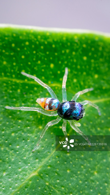 蓝色跳蛛，Cytaea属，跳蛛科图片素材