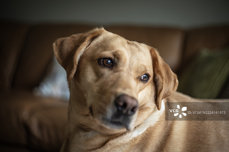 年轻的金色拉布拉多猎犬母犬图片素材