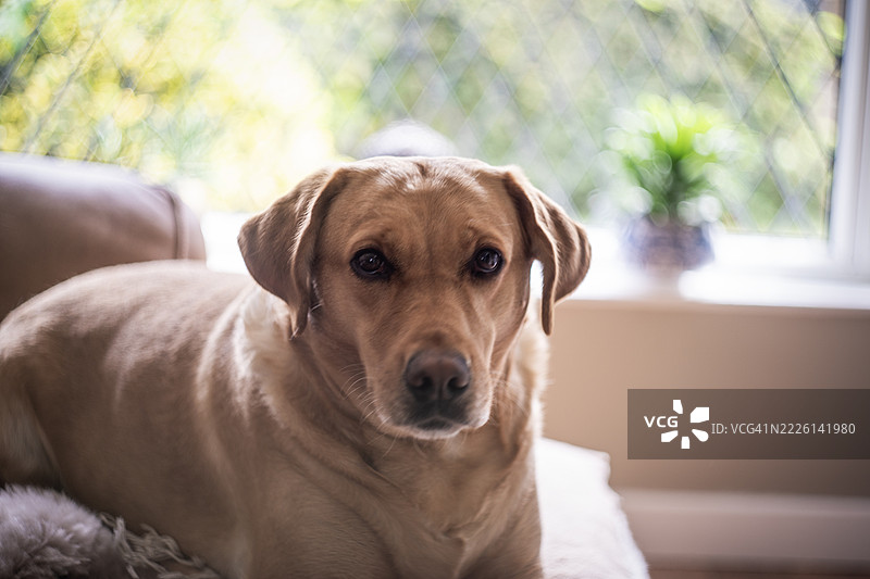 年轻的金色拉布拉多猎犬母犬图片素材