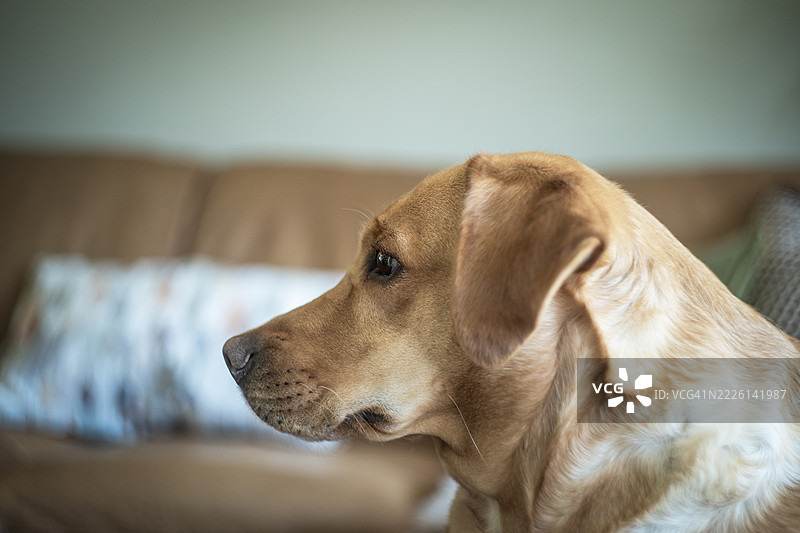 年轻的金色拉布拉多猎犬母犬图片素材