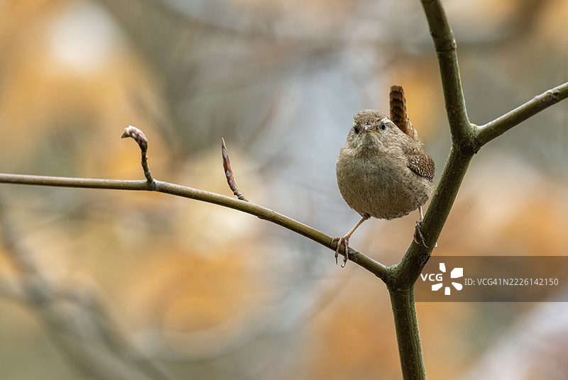 可爱的欧亚鹪鹩（Troglodytes troglodytes）图片素材