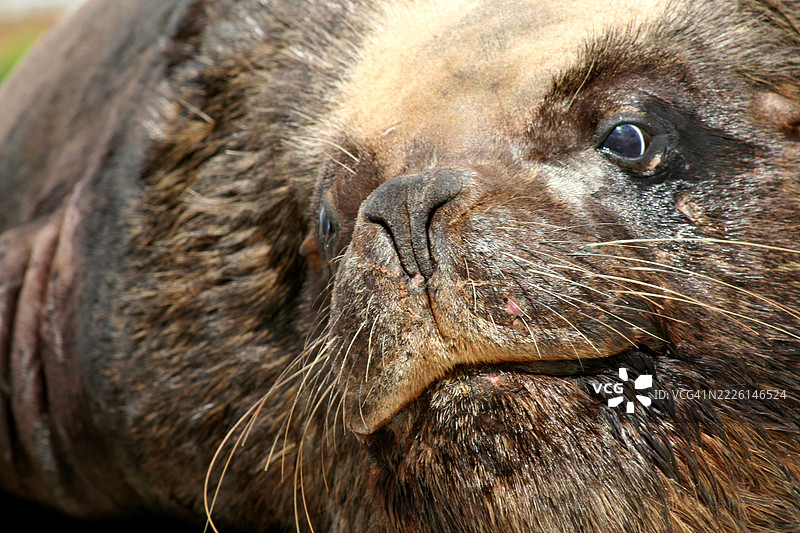 雄性海狮图片素材