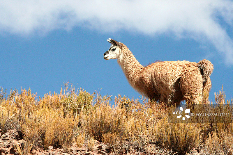 大型白色美洲驼图片素材