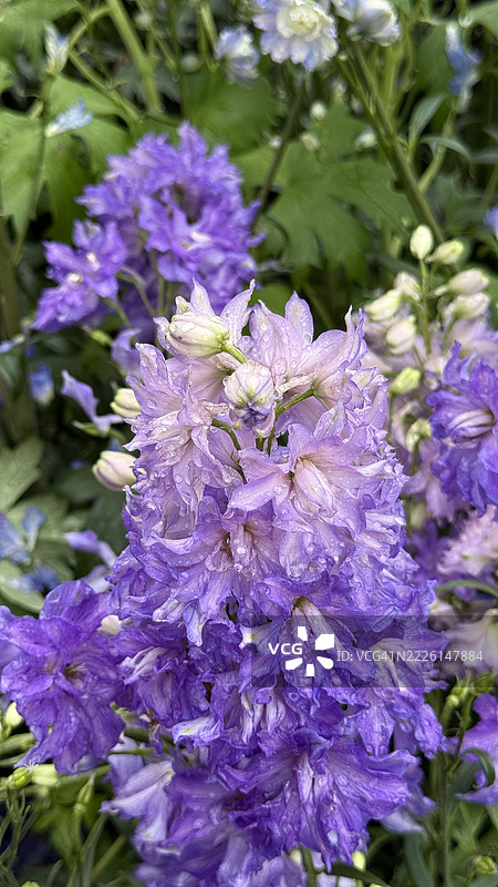多色蜡烛花（高大飞燕草）含苞待放、盛开及特写图片素材