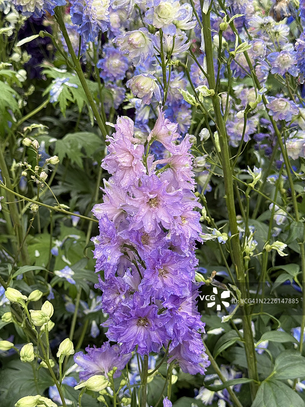 多色蜡烛花（高大飞燕草）含苞待放、盛开及特写图片素材