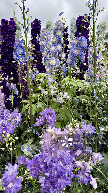 多色蜡烛花（高大飞燕草）含苞待放、盛开及特写图片素材