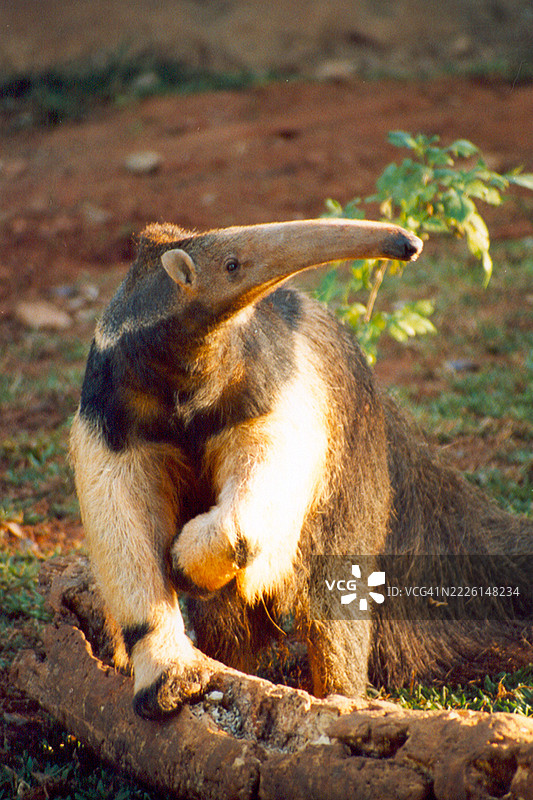 巨型食蚁兽在行走图片素材