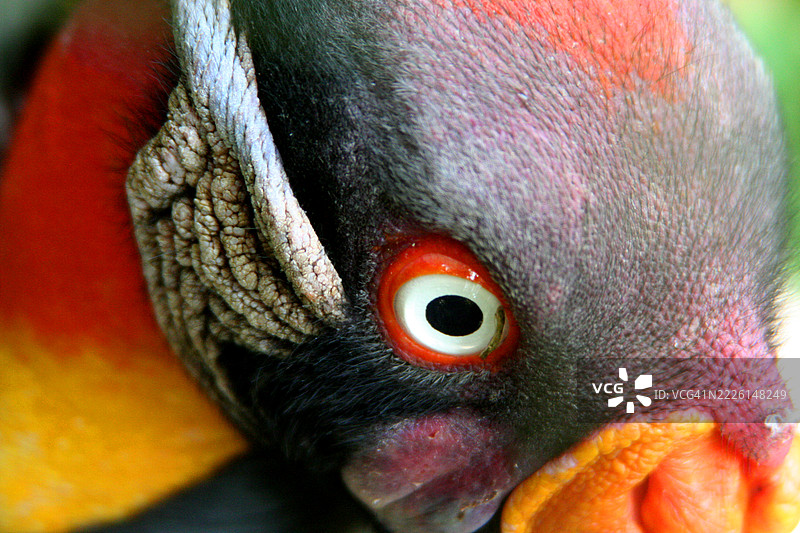 国王秃鹫头部和眼睛的颜色细节图片素材