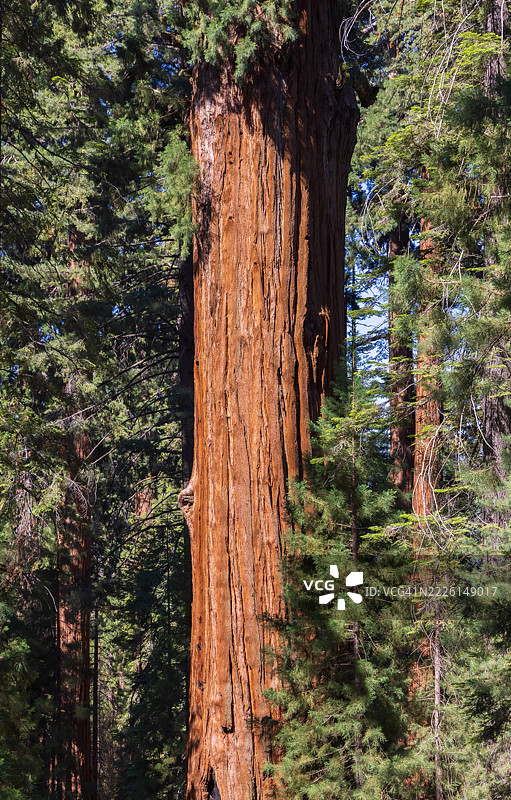 夏季的红杉国家公园图片素材
