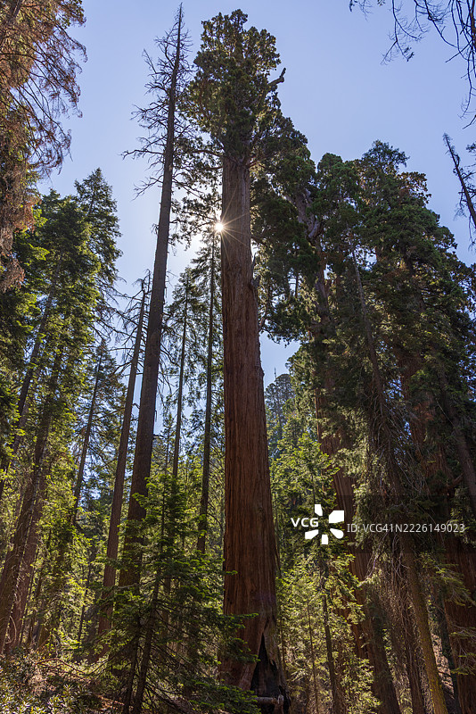 夏季的红杉国家公园图片素材