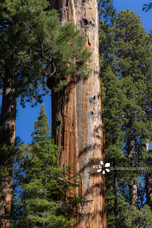 夏季的红杉国家公园图片素材