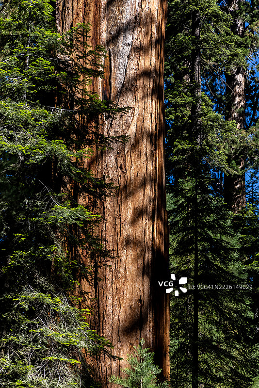 夏季的红杉国家公园图片素材