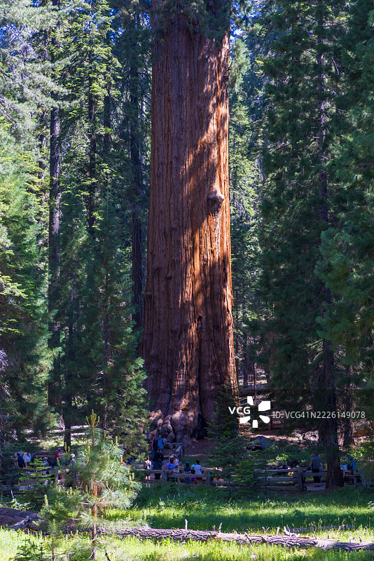 夏季的红杉国家公园图片素材