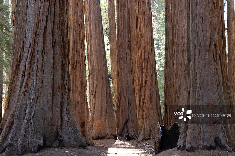 夏季的红杉国家公园图片素材
