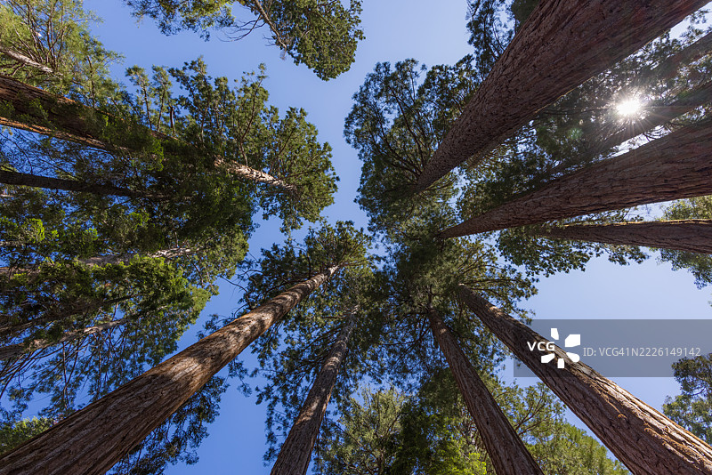 夏季的红杉国家公园图片素材