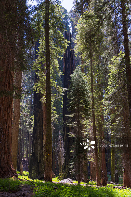 夏季的红杉国家公园图片素材
