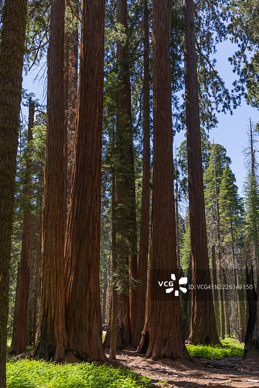 夏季的红杉国家公园图片素材