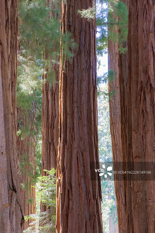 夏季的红杉国家公园图片素材