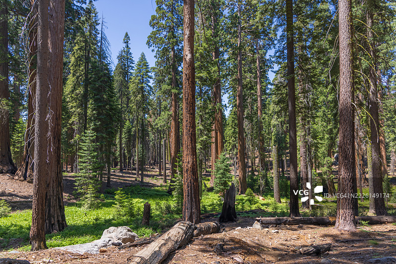 夏季的红杉国家公园图片素材