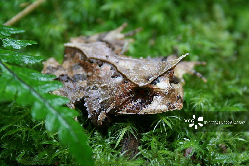 灰色角蛙图片素材