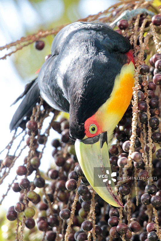 绿嘴巨嘴鸟栖息在巴西棕榈心上进食图片素材