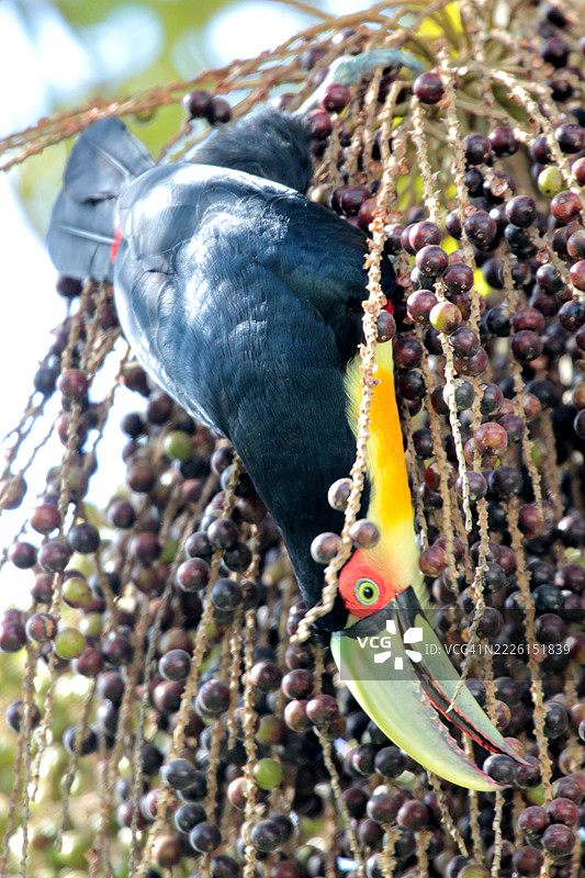 绿嘴巨嘴鸟栖息在巴西棕榈心上进食图片素材