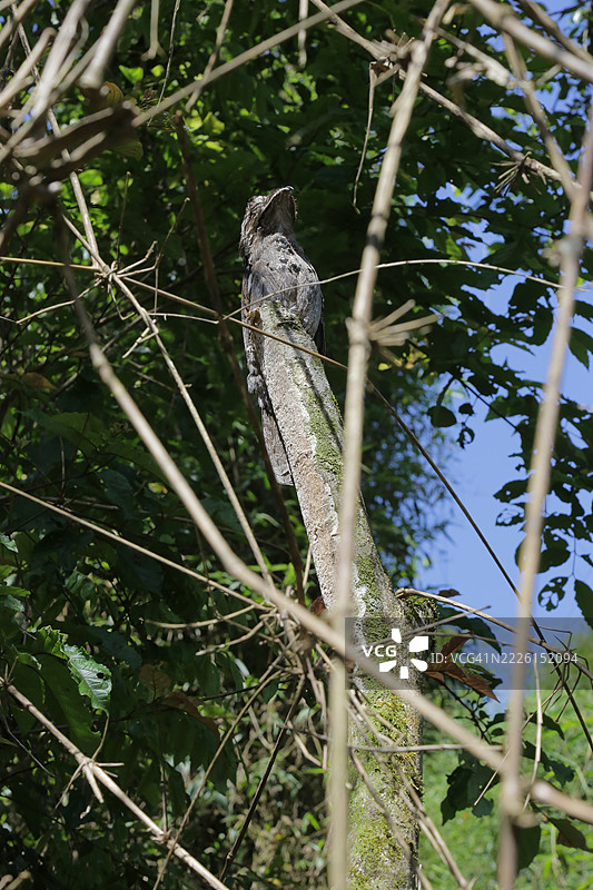 伪鸮，隐蔽的波图鸟栖息在树上图片素材