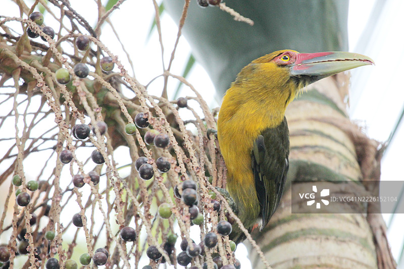 香蕉鸟嘴鹦鹉栖息在巴西棕榈心上图片素材