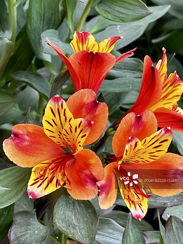 五彩缤纷的秘鲁百合（Alstromeria aurea）盛开特写图片素材
