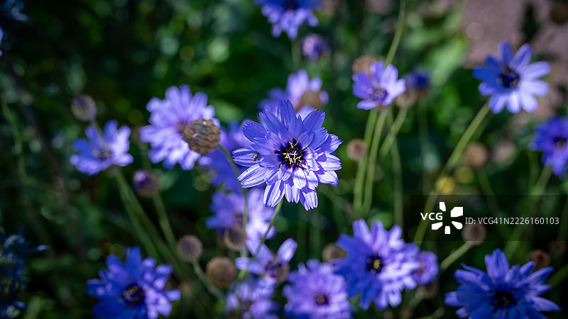 蓝色卡塔南切图片素材