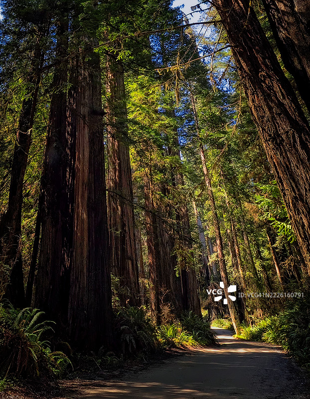 红木森林图片素材
