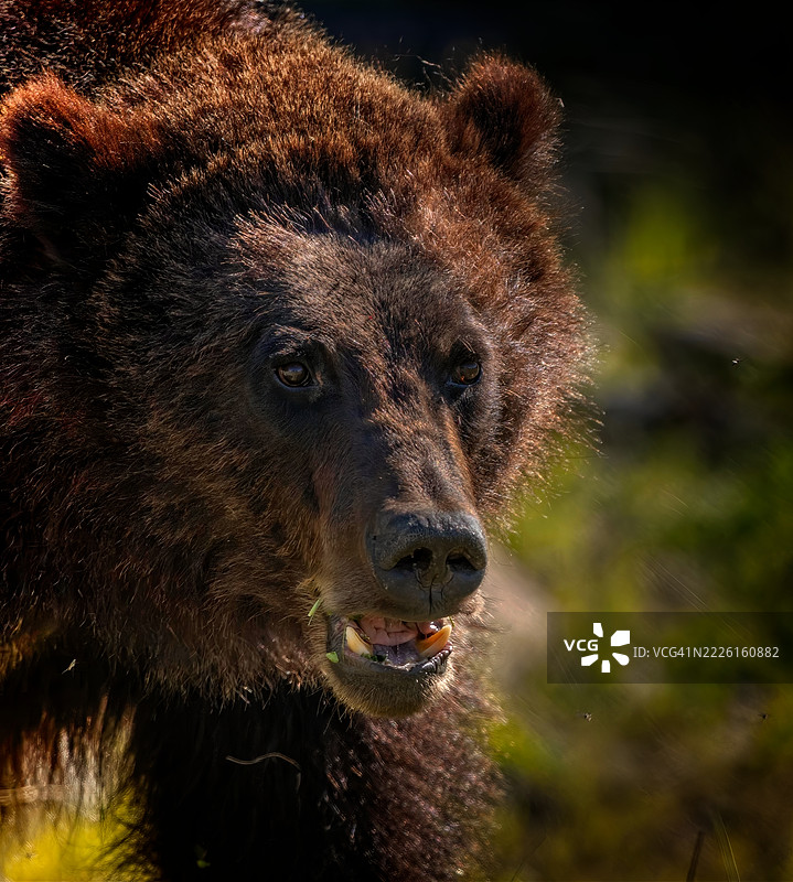 灰熊肖像图片素材