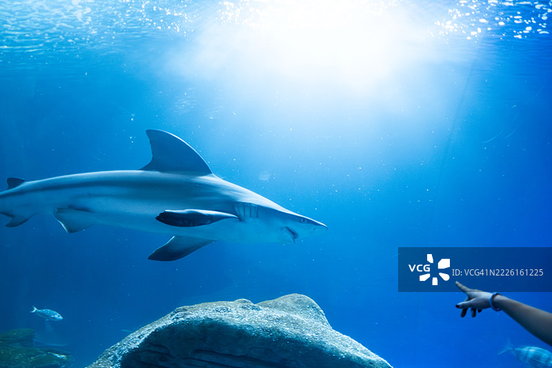 沙洲鲨在蓝色海洋中游泳，游客指着它。图片素材