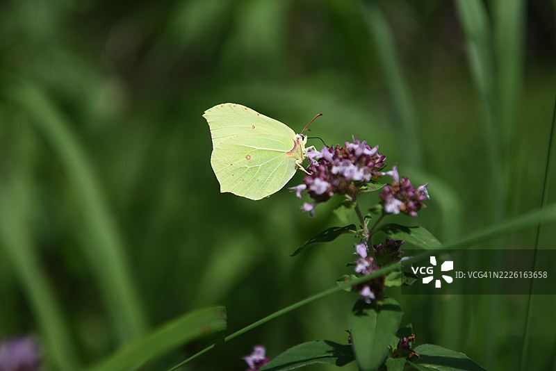 在牛至上的黄蝶图片素材