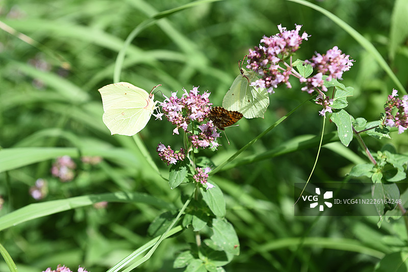 两只黄蝶和阿尔金尼在牛至上图片素材