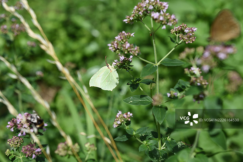 在牛至上的黄蝶图片素材