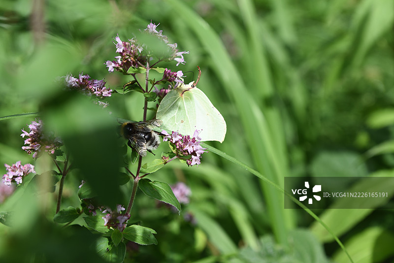 黄蝶在牛至上图片素材