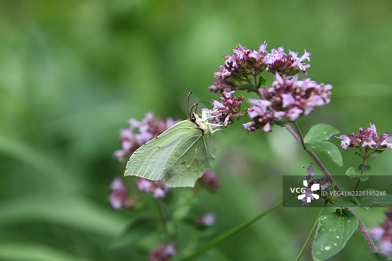 黄蝶在牛至上图片素材