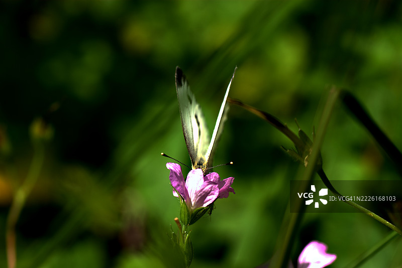 阳光爱好者图片素材