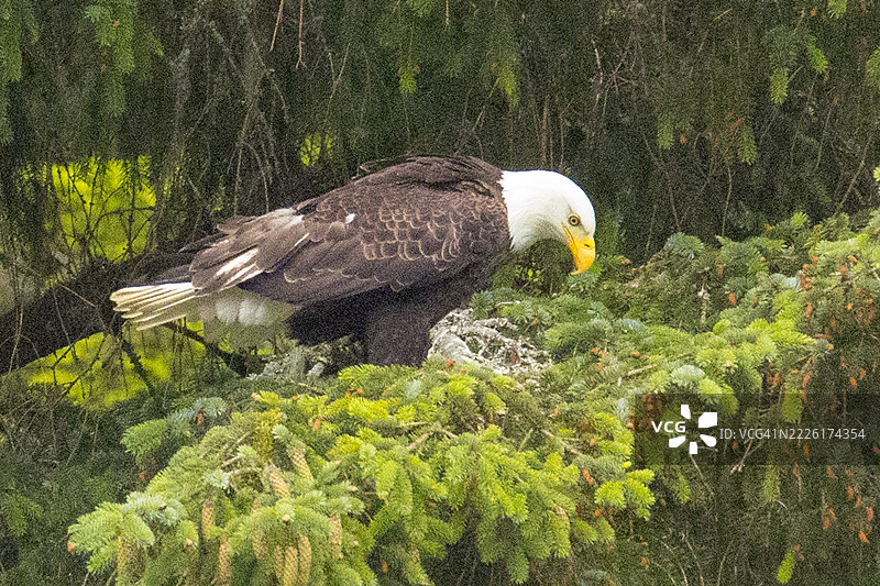 秃头鹰栖息在树上图片素材