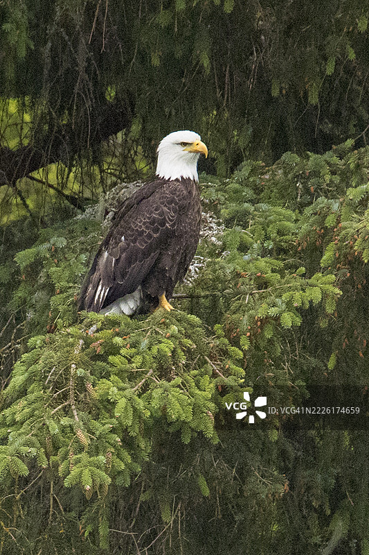 秃头鹰栖息在树上图片素材