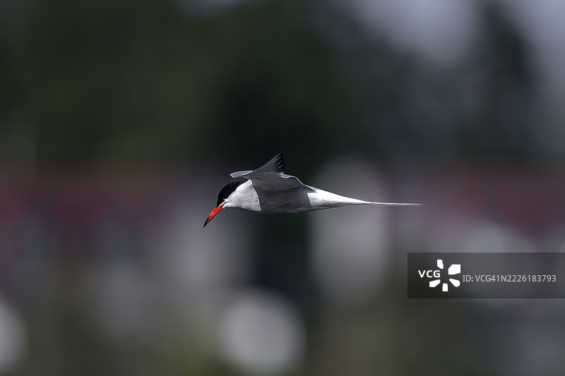 普通燕鸥在飞翔图片素材