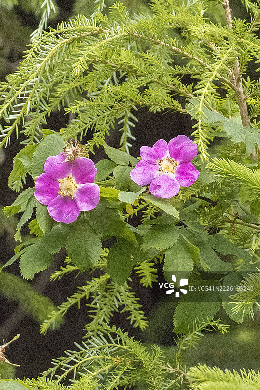 努特卡玫瑰花图片素材